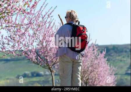 Hikers in front of the almond blossom at the farm estate and former monastery Geilweilerhof, today Institute for Vine Breeding, Siebeldingen, Palatina Stock Photo