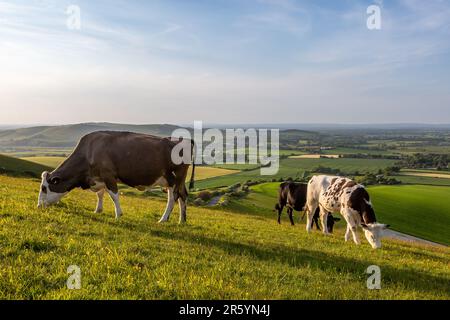 Cows grazing on top of Firle Beacon in the South Downs, on a sunny late spring evening Stock Photo
