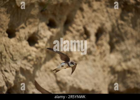 Sand martin (Riparia riparia) colony in a mud bank Stock Photo