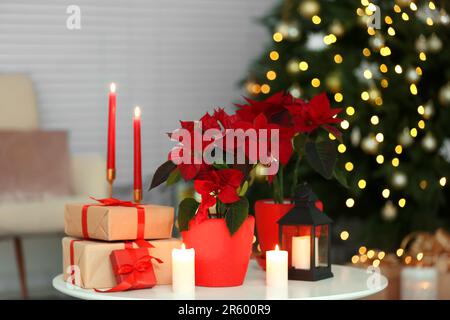 Potted poinsettias, burning candles and festive decor on white table in room. Christmas traditional flower Stock Photo