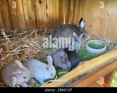 Mother rabbit with her cubs in the stall Stock Photo