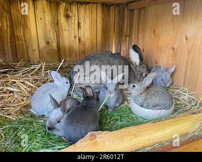 rabbit with her cubs in the stall Stock Photo