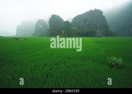 Karst mountains along green lush rice fields with grave stones covered in mist, Ninh Binh, Vietnam Stock Photo