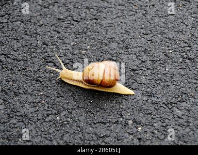Big garden snail in shell crawling on wet road hurry home, snail Helix consist of edible tasty food coiled shell to protect body, natural animal snail Stock Photo