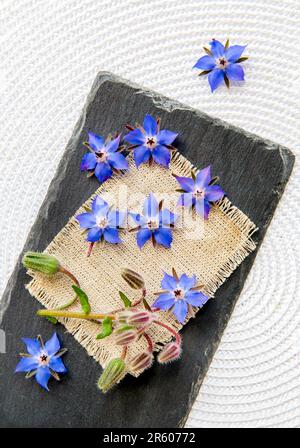 Beautiful dark blue edible flower Borago officinalis (Borago or borage) blossoms scattered. Flat lay view of blossoms on black stone serving board. Stock Photo