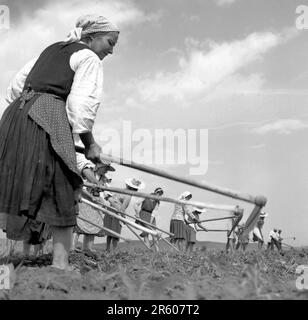 State agricultural cooperative in communist Romania, in the 1970s. Group of peasants weeding the land with hoes. Stock Photo