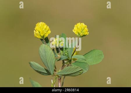 Close up yellows flowers of lesser trefoil (Trifolium dubium), family Fabaceae. June, Netherlands. Stock Photo