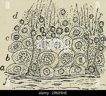 'Text-book of normal histology: including an account of the development of the tissues and of the organs' (1899) Stock Photo