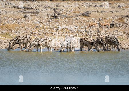 Herd of zebras drinking water at waterhole in Etosha; Equus burchell's. Etosha National Park, Namibia, Africa Stock Photo