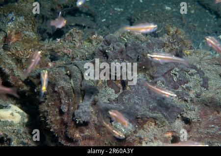 Estuarine Stonefish, Synanceia horrida, with school of Singapore Cardinalfish, Cheilodipterus singapurensis, Jahir dive site, Lembeh Straits, Sulawesi Stock Photo