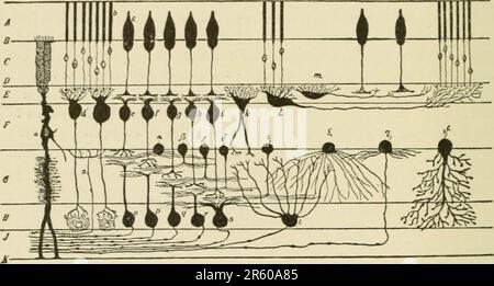 'Text-book of normal histology: including an account of the development of the tissues and of the organs' (1899) Stock Photo