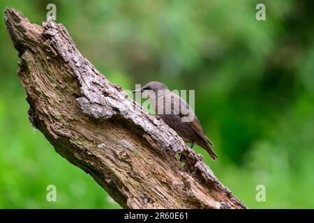 Starling, Sturnus vulgarus, perched on a tree log Stock Photo