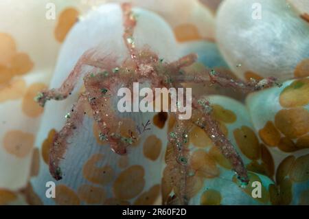 Orangutan Crab, Oncinopus sp, with Acoel Flatworms, Waminoa sp, on Bubble Coral, Plerogyra sinuosa, Nudi Falls dive site, Lembeh Straits, Sulawesi, In Stock Photo