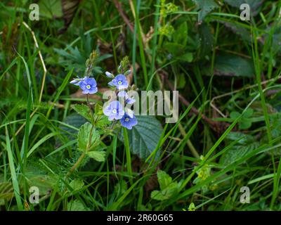 Veronica persica on the green background. Common field-speedwell also known as birdeye speedwell. Blue flowers in spring garden. Blue Veronica Hederif Stock Photo