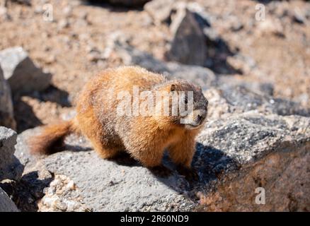 Golden marmot or yellow-bellied marmot on rock along Trail Ridge Road in Rocky Mountain National Park, CO, USA Stock Photo