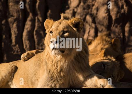 Large African male lion laying with pride in savannah of Tanzania, Africa Stock Photo