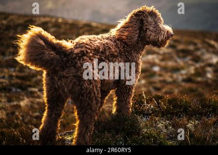 A Bernedoodle puppy stands atop a hill overlooking a picturesque sunset Stock Photo