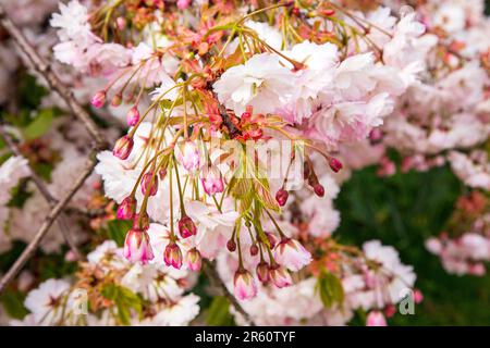 Ornamental cherry blossom, Medstead, Hampshire, England, United Kingdom. Stock Photo