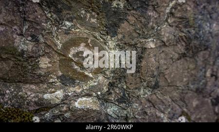 Fossil in the rock close up view Stock Photo