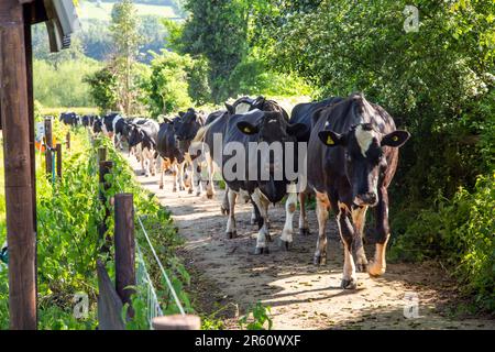 Dairy cattle cows walking home for milking along a farm track Stock Photo