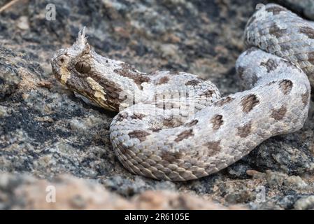 A close-up of Many-Horned Adder (Bitis cornuta), a venomous snake from Namibia Stock Photo