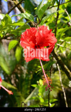 Flor de avispa  Hibiscus plant, Hibiscus flowers, Hibiscus