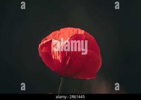 An isolated shot of a vibrant red flower with long stems against a dark background Stock Photo