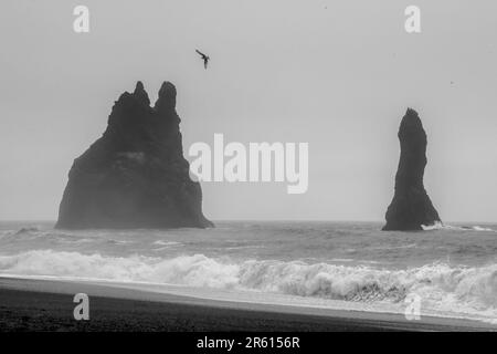 Two large stones resting on the beach, with seagulls flying above them in a picturesque landscape, Iceland Stock Photo
