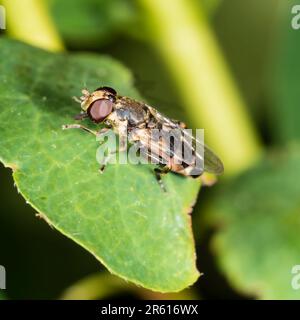 Adult female thick legged hoverfly, Syritta pipiens, UK wildlife and garden visitor Stock Photo