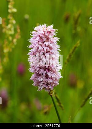 Single flowerr of the pale pink common bistort perennial, Persicaria bistorta 'Superba' Stock Photo