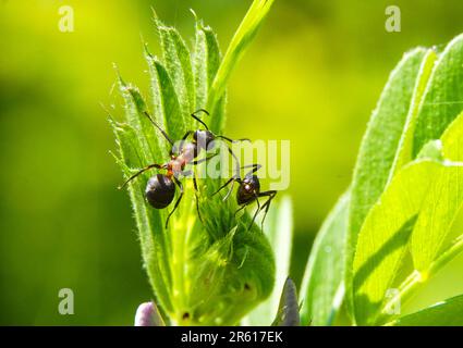 ants are looking for food on green branches. Work ants are walking on the branches to protect the nest in the forest Stock Photo