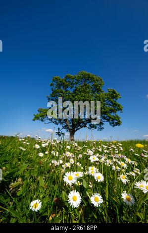 Dandelion and daisy flowers with a tree in the background. Stock Photo