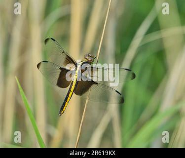 A Female Widow Skimmer Dragonfly perching on plant stem Stock Photo