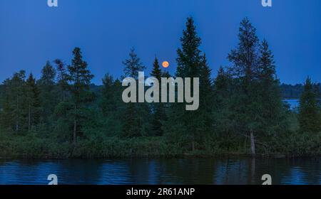 The strawberry moon setting over a bog on the Chippewa Flowage in northern Wisconsin. Stock Photo