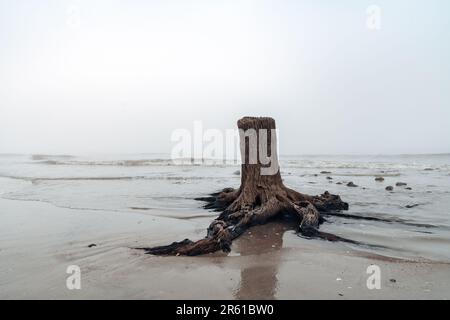 Large stump on Driftwood Beach - Jekyll Island Georgia on a foggy day Stock Photo