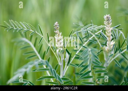 Sophora foxtail, Sophora alopecuroides, Sophora vulgaris, perennial medicinal herb. A species of the genus Sophora in the legume family Fabaceae Stock Photo