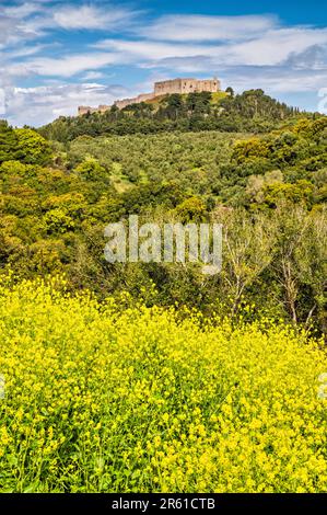 Frankish Castle of Chlemoutsi, 13th century, view from south, canola blooms, near village of Kastro, Peloponnese, West Greece region, Greece Stock Photo