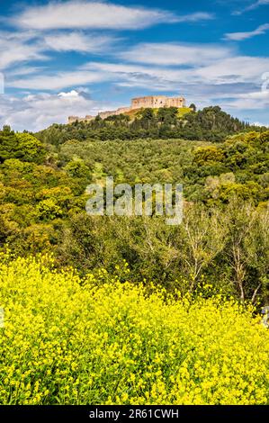 Frankish Castle of Chlemoutsi, 13th century, view from south, canola blooms, near village of Kastro, Peloponnese, West Greece region, Greece Stock Photo
