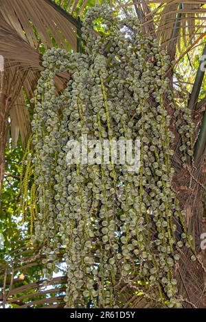 Bunch of Areca nut growing on a tree Stock Photo