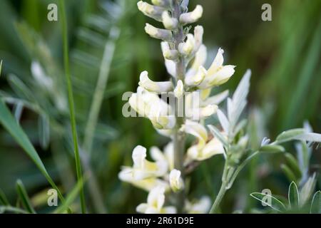 Sophora foxtail, Sophora alopecuroides, Sophora vulgaris, perennial medicinal herb. A species of the genus Sophora in the legume family Fabaceae Stock Photo