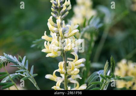 Sophora foxtail, Sophora alopecuroides, Sophora vulgaris, perennial medicinal herb. A species of the genus Sophora in the legume family Fabaceae Stock Photo