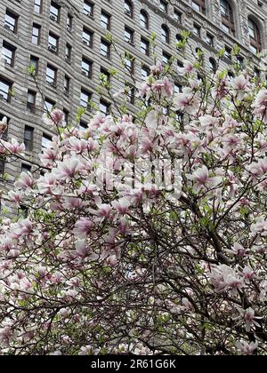 A magnolia tree blooms in front of the historic Flatiron Building in New York City Stock Photo