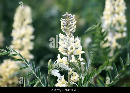 Sophora foxtail, Sophora alopecuroides, Sophora vulgaris, perennial medicinal herb. A species of the genus Sophora in the legume family Fabaceae Stock Photo