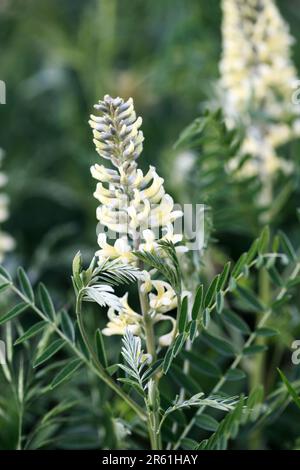 Sophora foxtail, Sophora alopecuroides, Sophora vulgaris, perennial medicinal herb. A species of the genus Sophora in the legume family Fabaceae Stock Photo