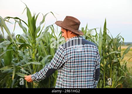 Man touching corn plant. Caucasian calm male maize grower in overalls walks along corn field. Back view. Cowboy hat Stock Photo