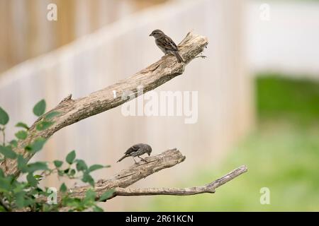 Two house sparrows perching on differnet branches of a lilac tree on a spring evening in Iowa. Stock Photo