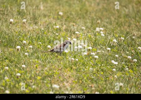 A male house sparrow, Passer domesticus, walks through a yard full of clover flowers on a spring evening in Iowa. Stock Photo