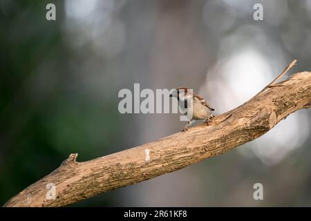 A male house sparrow, Passer domesticus, sitting on a lilac tree branch with a gray bokeh background on a spring evening in Iowa. Stock Photo