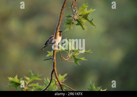 A male house sparrow, Passer domesticus, hides behind an oak tree branch in an Iowa yard in spring. Stock Photo