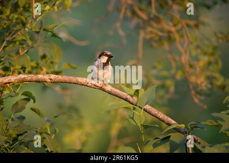 Front view of a male house sparrow, Passer domesticus, perching on a lilac tree branch surrounded by green leaves on a spring evening in Iowa. Stock Photo
